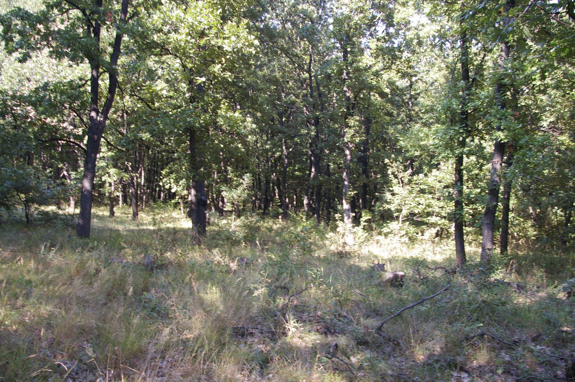 999 sqm Forest plot located in Vurtop, Vidin region, Bulgaria - Image 3 of 4