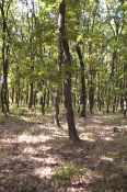 500 sqm Forest plot located in Vurtop, Vidin region, Bulgaria