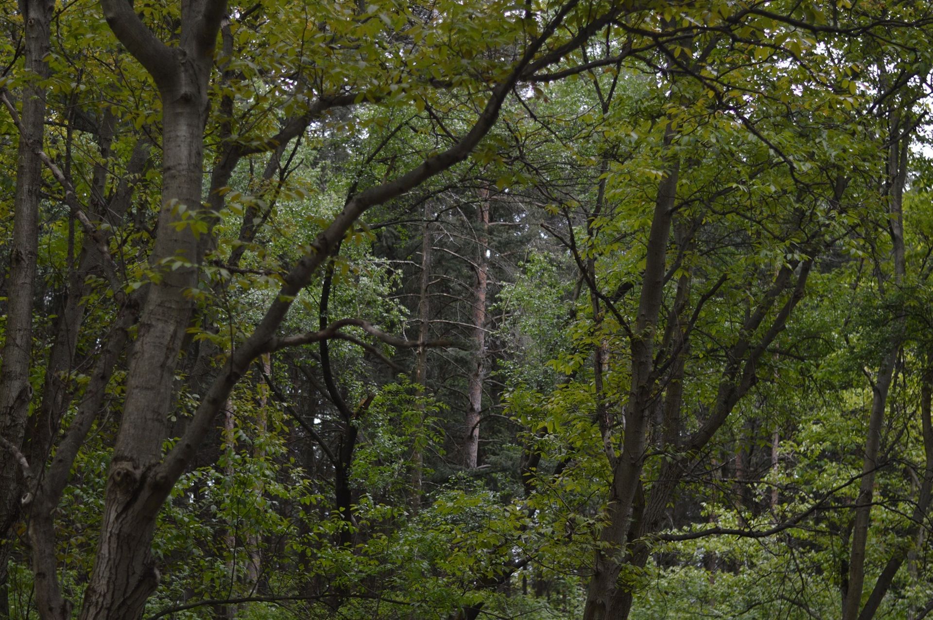 2,000 sqm Forest plot located in Milchina Lake, Vidin region, Bulgaria - Image 3 of 3