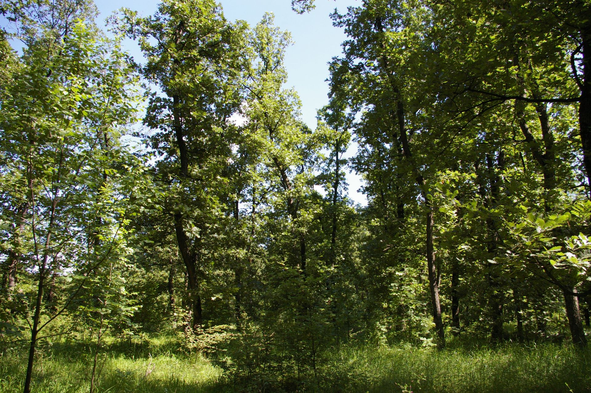3,000 sqm Forest plot located in Vodna, Vidin region, Bulgaria