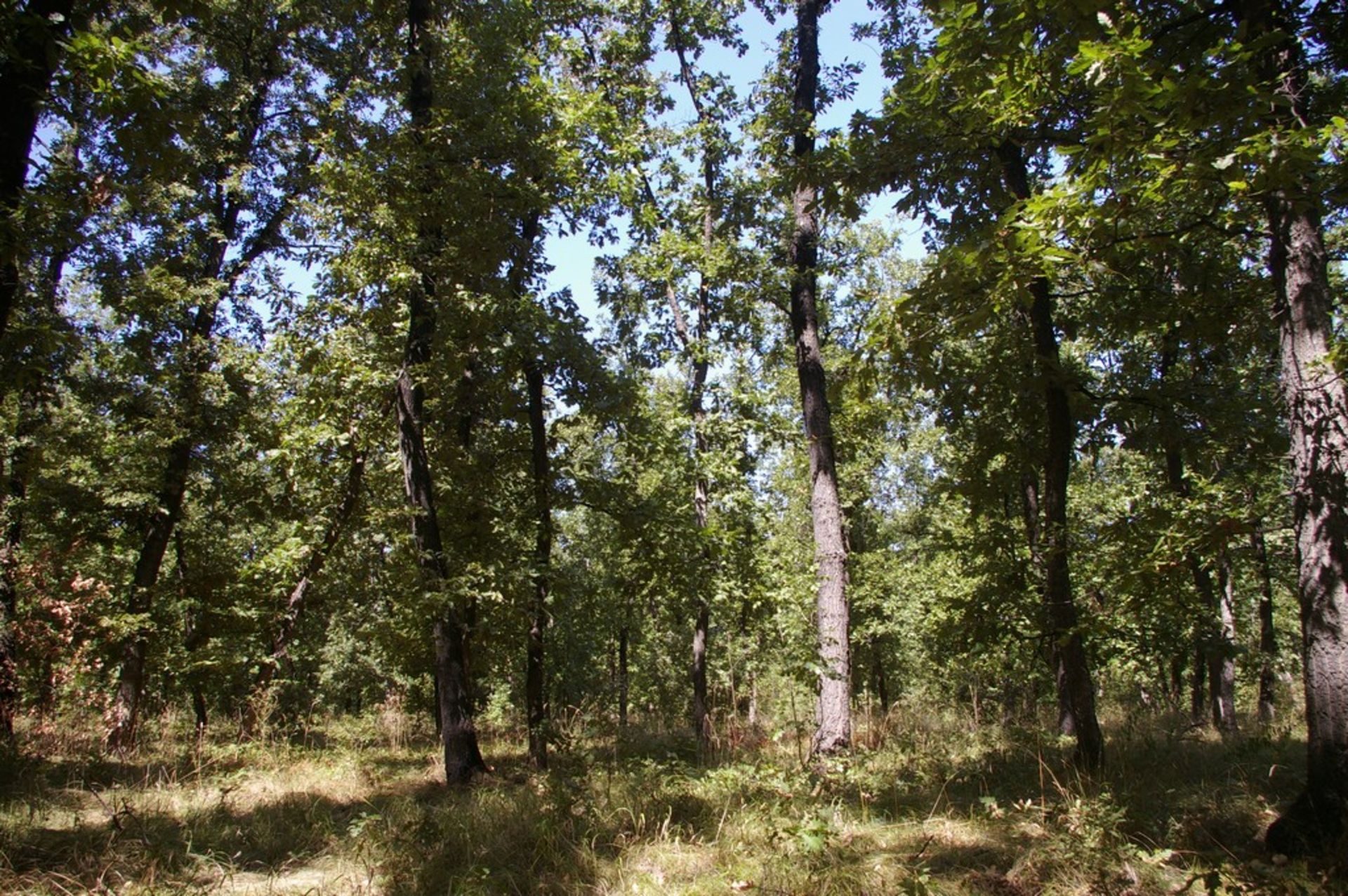 7,500 sqm Forest plot located in Gradskovski Kolibi, Vidin region, Bulgaria - Image 4 of 6