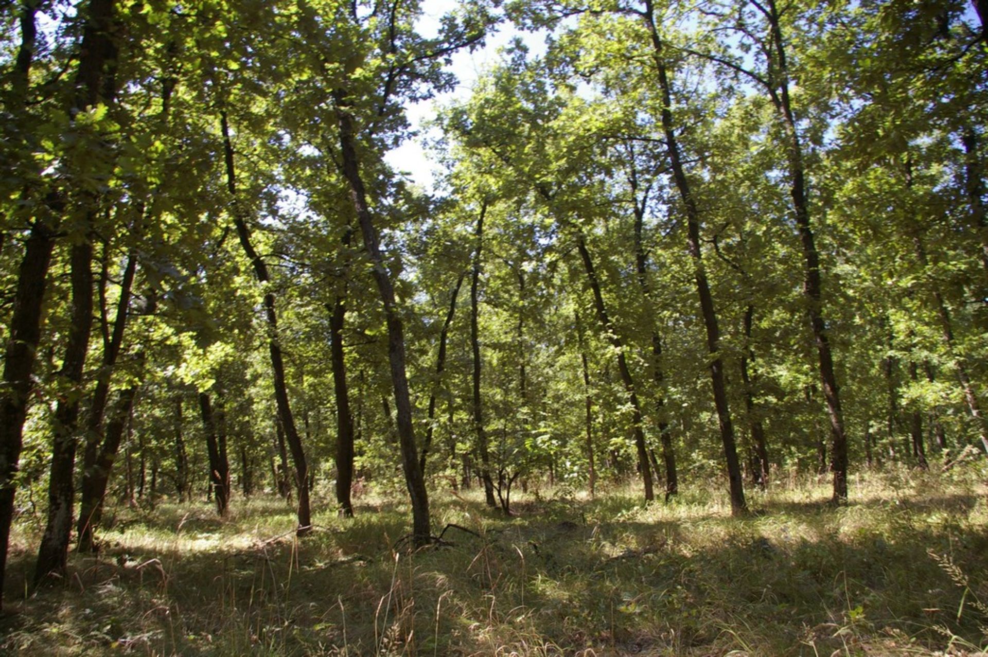10,000 sqm Forest plot located in Gradskovski Kolibi, Vidin region, Bulgaria - Image 2 of 7