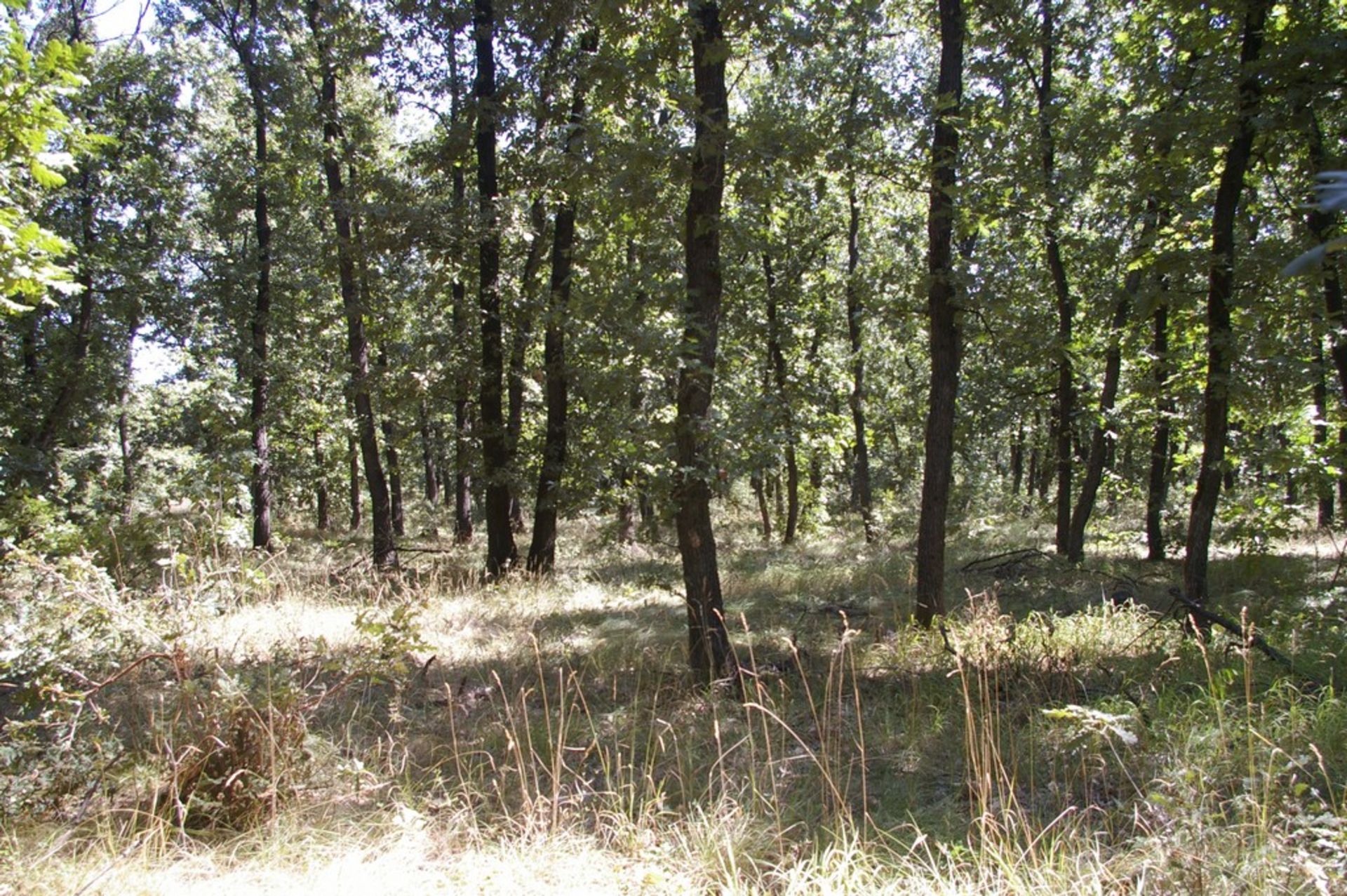 7,500 sqm Forest plot located in Gradskovski Kolibi, Vidin region, Bulgaria - Image 6 of 6