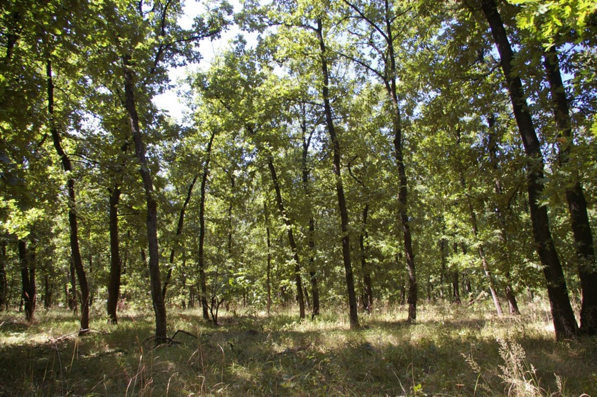 10,000 sqm Forest plot located in Gradskovski Kolibi, Vidin region, Bulgaria