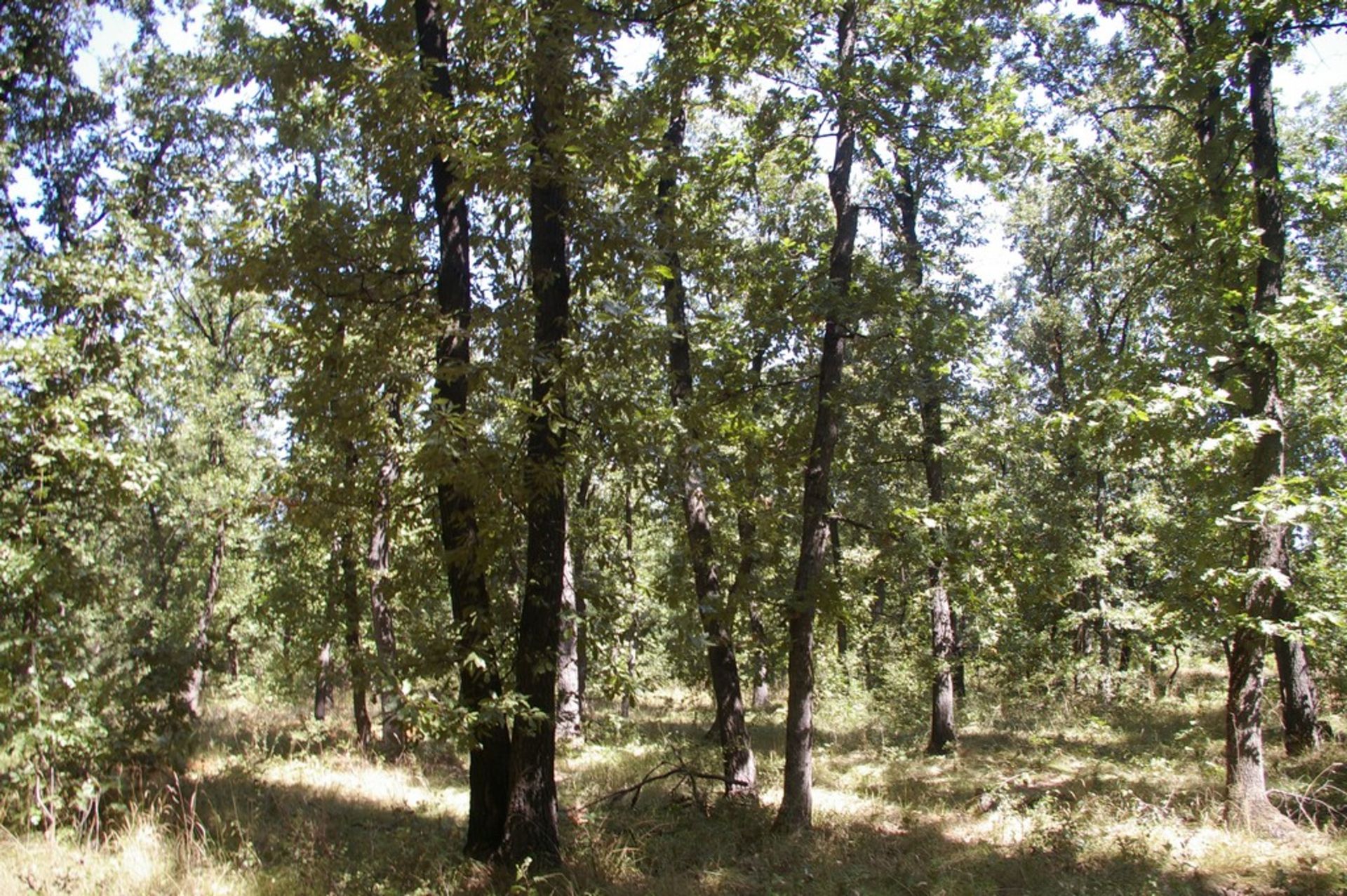 7,500 sqm Forest plot located in Gradskovski Kolibi, Vidin region, Bulgaria - Image 2 of 6