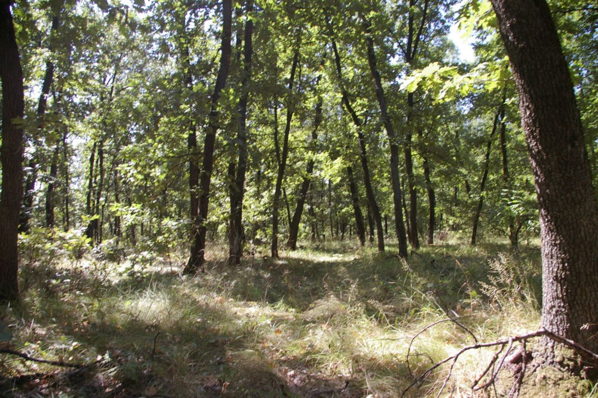 10,000 sqm Forest plot located in Gradskovski Kolibi, Vidin region, Bulgaria - Image 7 of 7