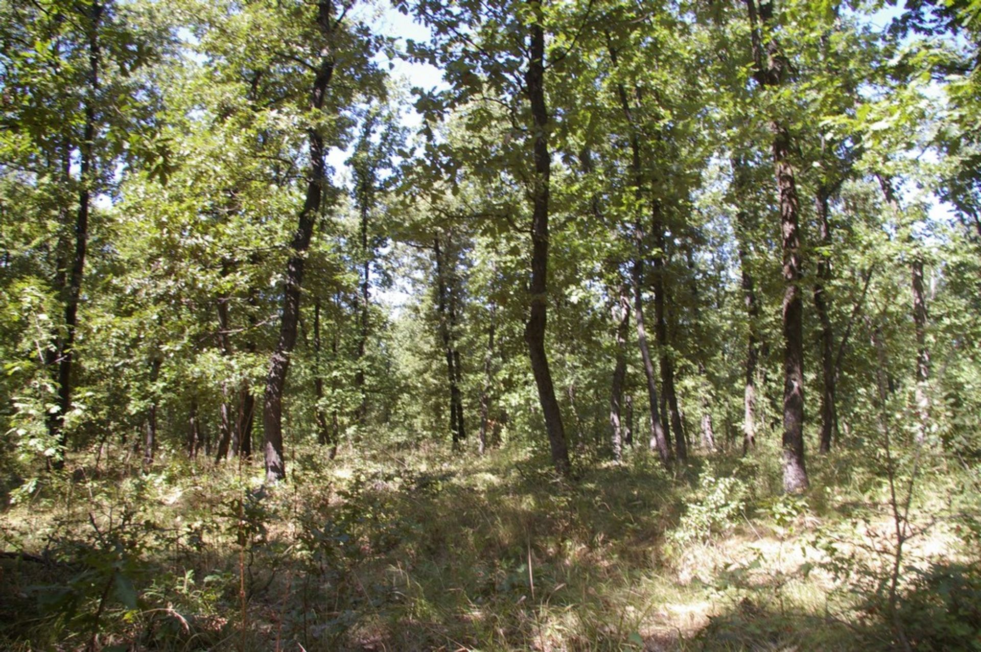 10,000 sqm Forest plot located in Gradskovski Kolibi, Vidin region, Bulgaria - Image 5 of 7