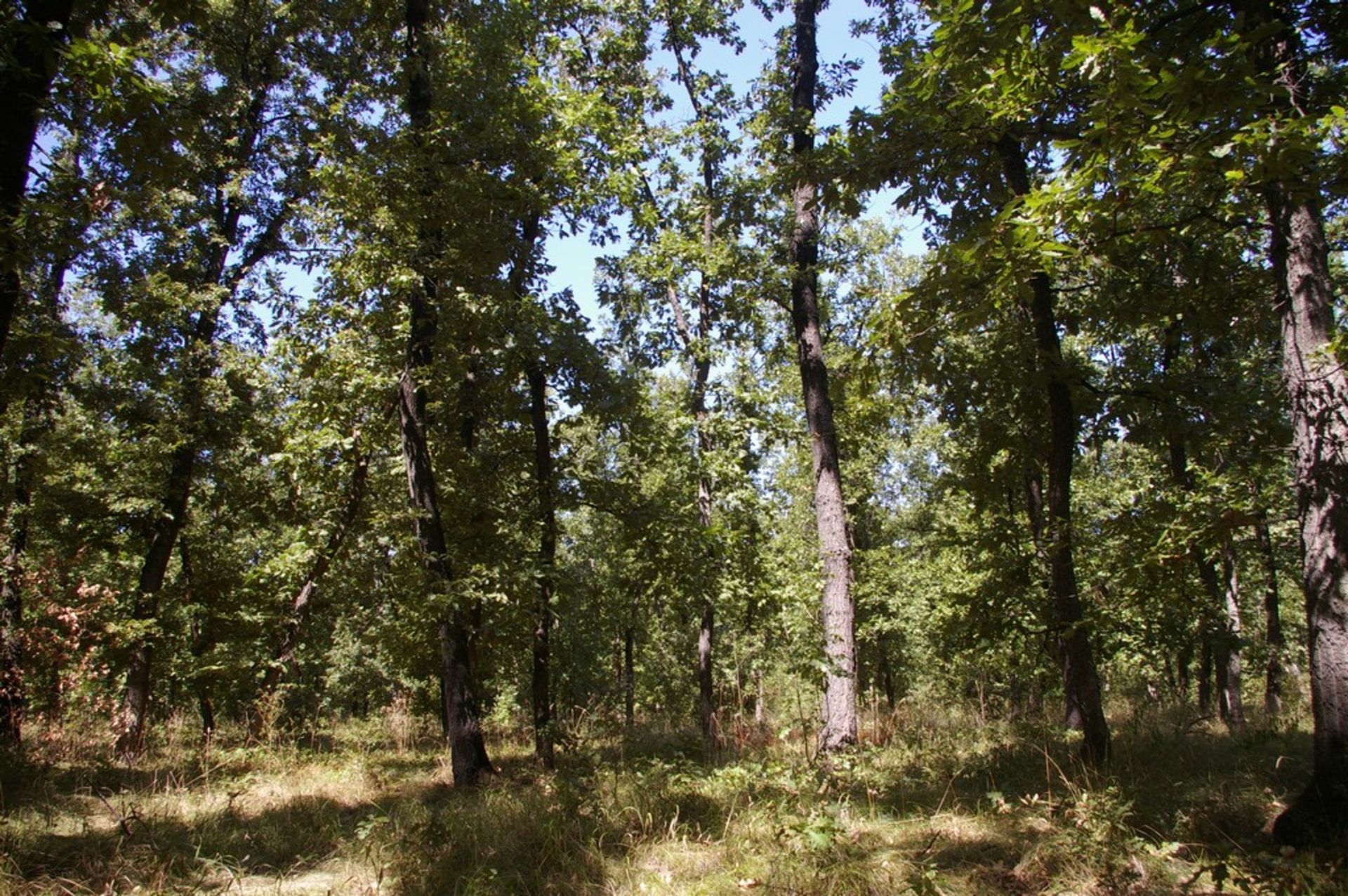 7,500 sqm Forest plot located in Gradskovski Kolibi, Vidin region, Bulgaria - Image 5 of 6