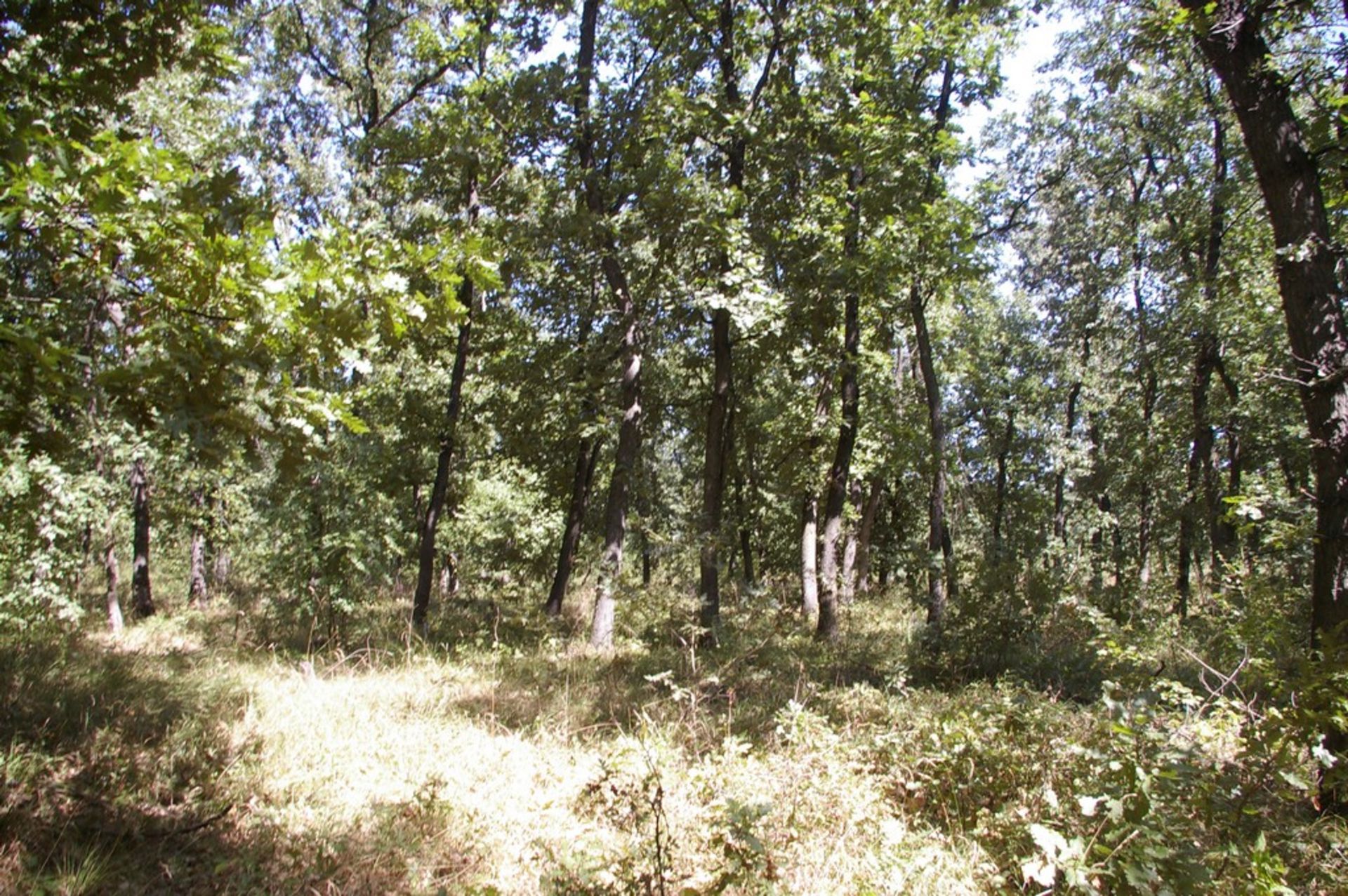 10,000 sqm Forest plot located in Gradskovski Kolibi, Vidin region, Bulgaria - Image 4 of 7