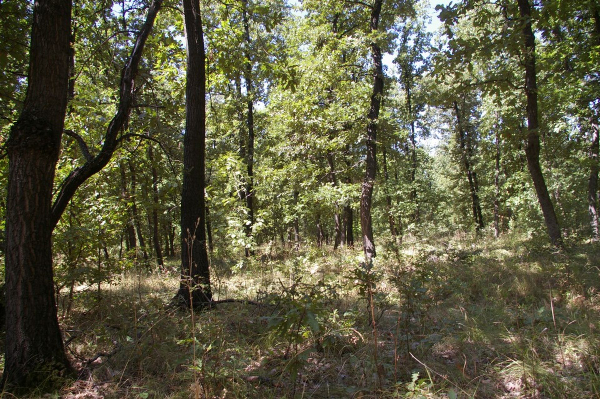 10,000 sqm Forest plot located in Gradskovski Kolibi, Vidin region, Bulgaria - Image 6 of 7