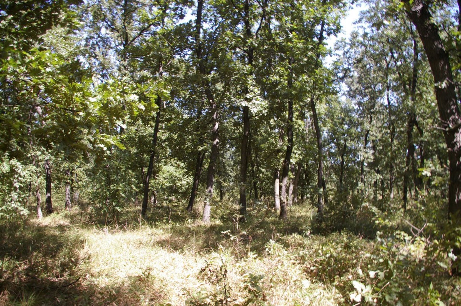 10,000 sqm Forest plot located in Gradskovski Kolibi, Vidin region, Bulgaria - Image 3 of 7