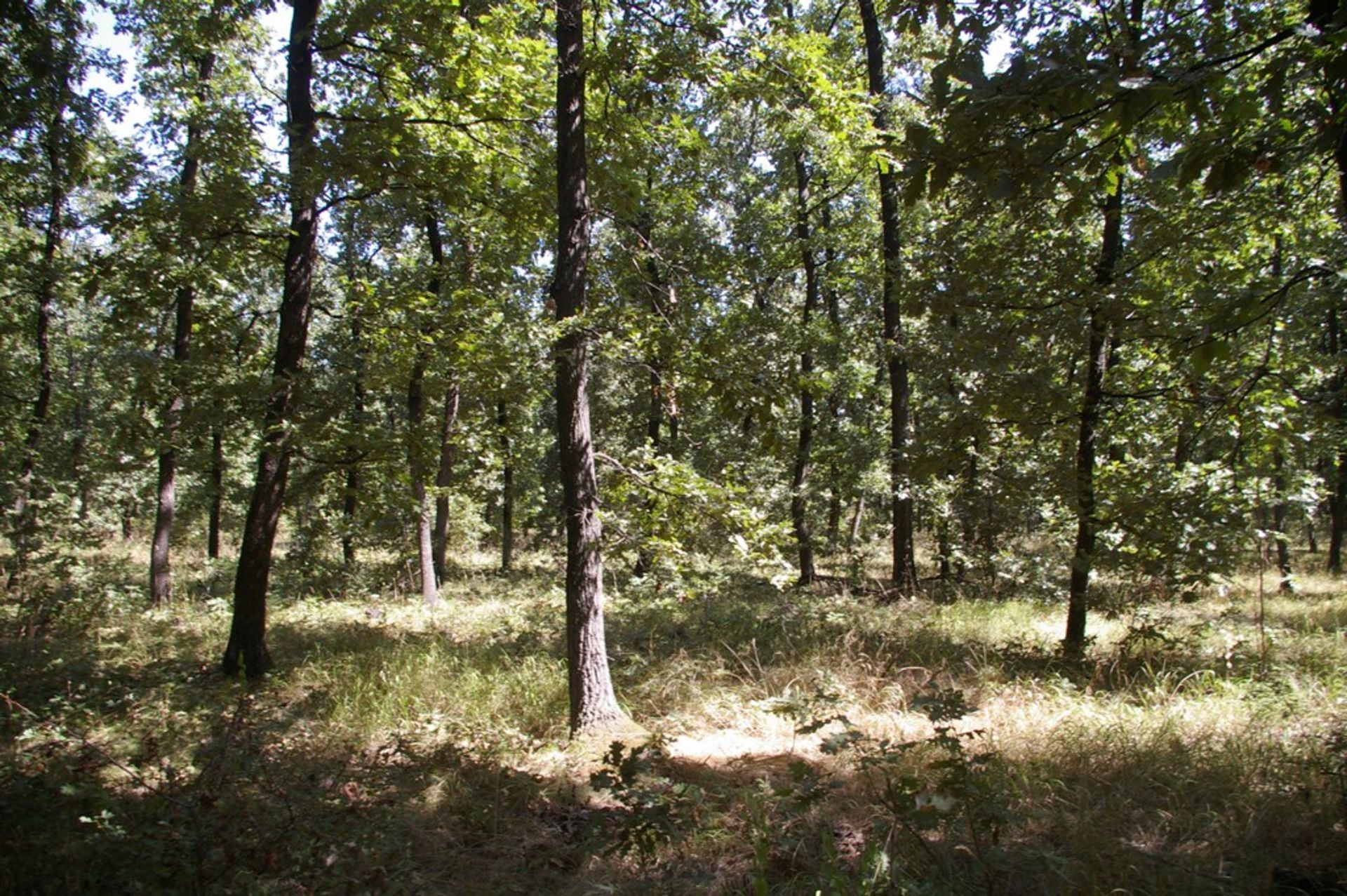 6,500 sqm Forest plot located in Shipkova Mahala, Vidin region, Bulgaria - Image 2 of 8
