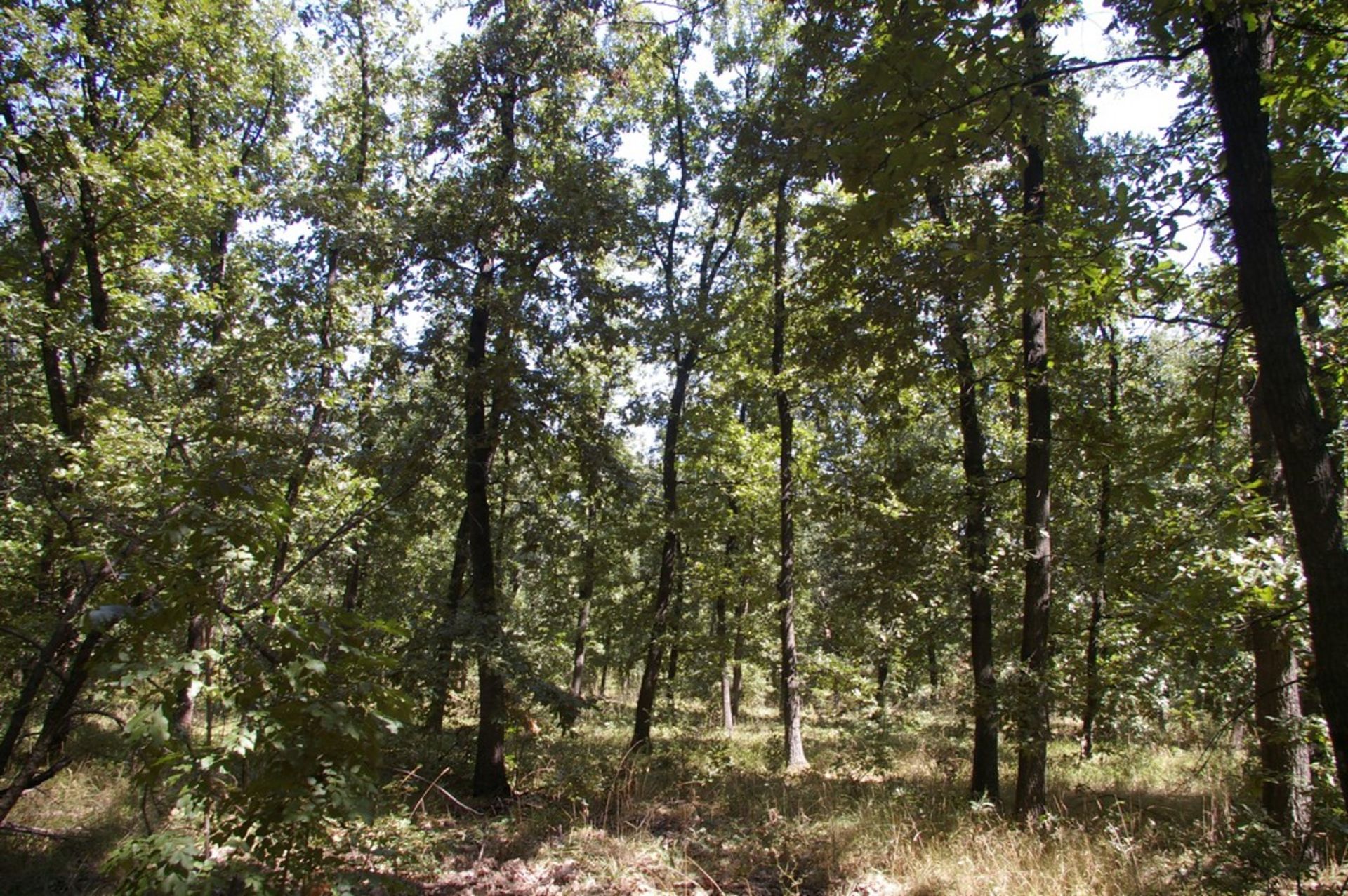 6,500 sqm Forest plot located in Shipkova Mahala, Vidin region, Bulgaria - Image 7 of 8