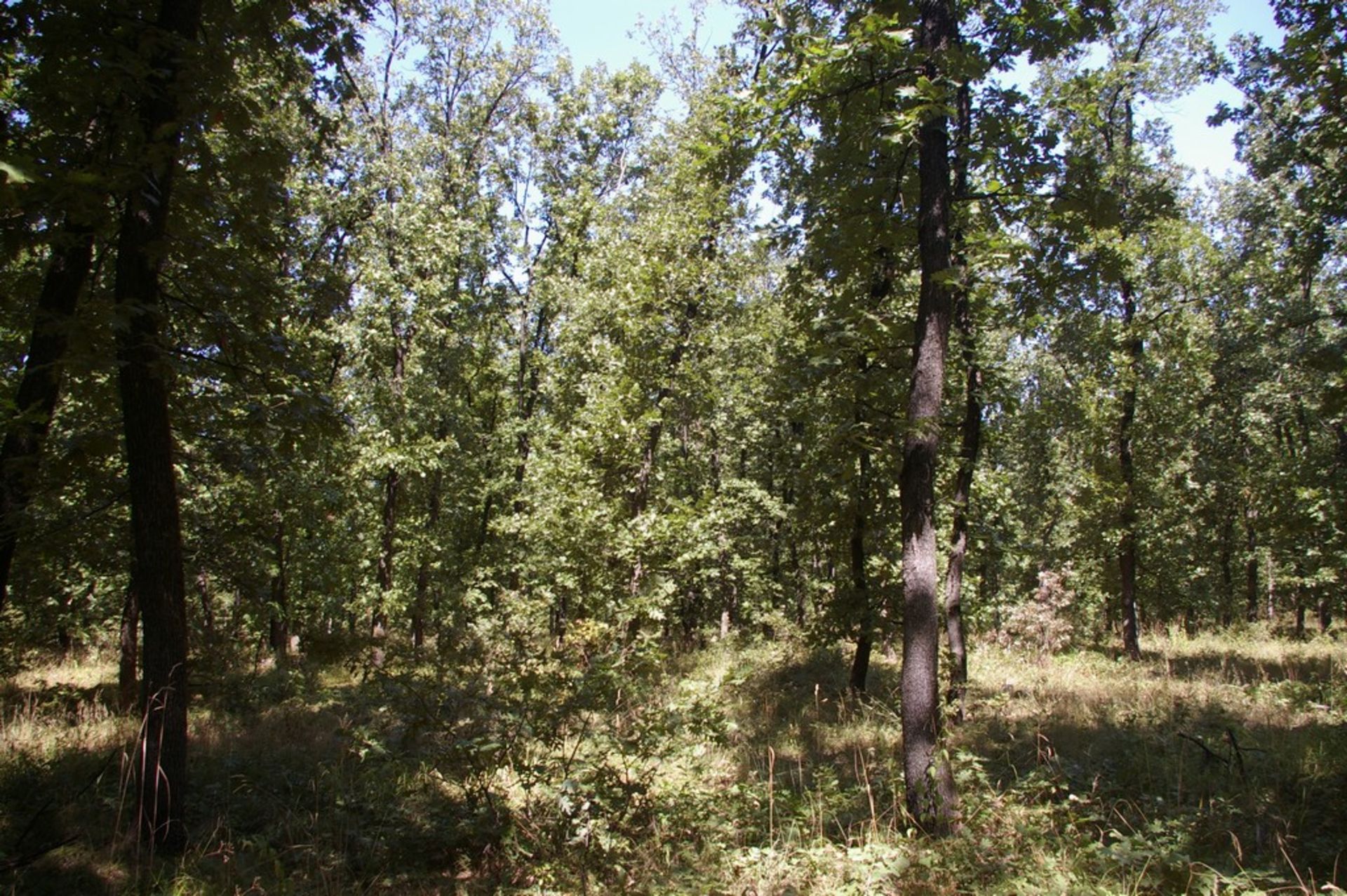 6,500 sqm Forest plot located in Shipkova Mahala, Vidin region, Bulgaria - Image 3 of 8