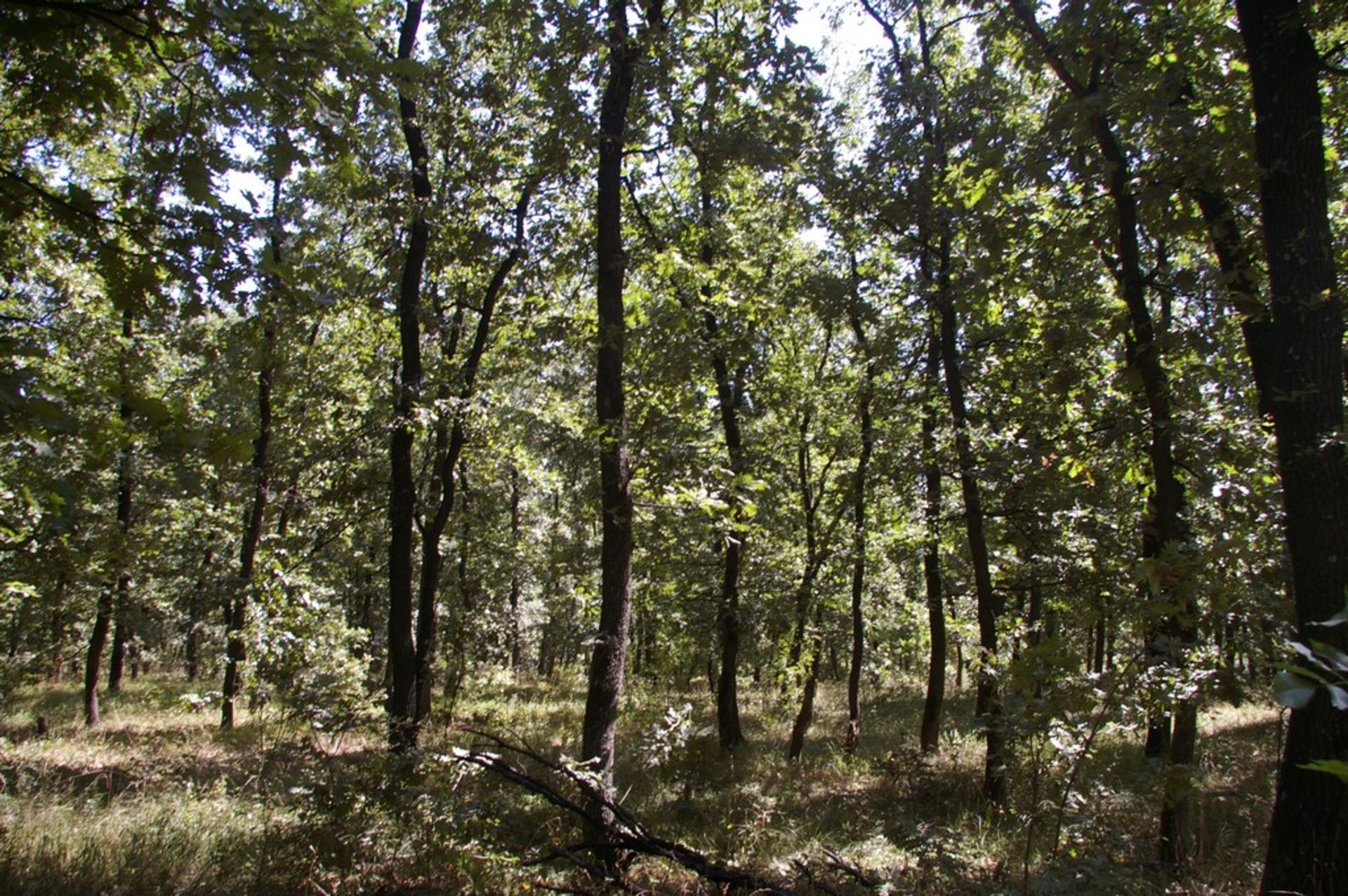 6,500 sqm Forest plot located in Shipkova Mahala, Vidin region, Bulgaria - Image 6 of 8