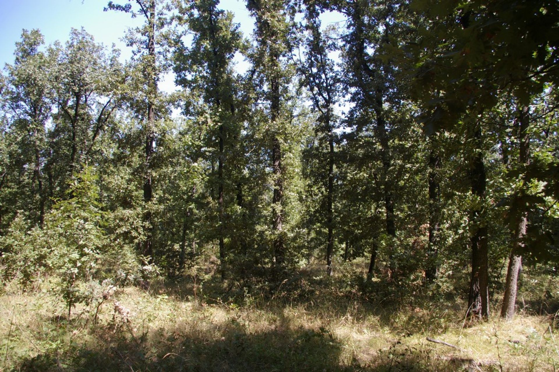 6,500 sqm Forest plot located in Shipkova Mahala, Vidin region, Bulgaria - Image 4 of 8