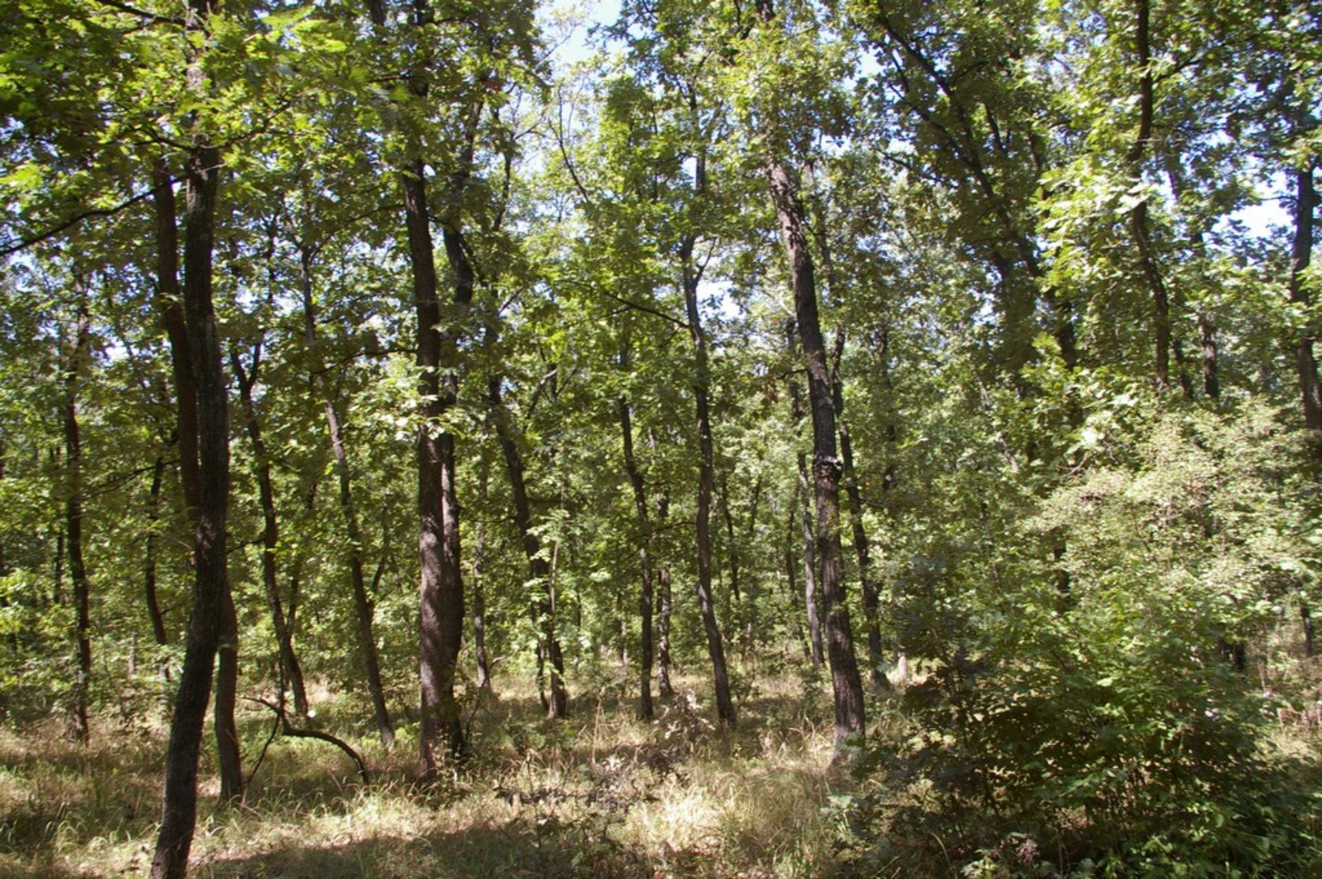 6,500 sqm Forest plot located in Shipkova Mahala, Vidin region, Bulgaria - Image 8 of 8