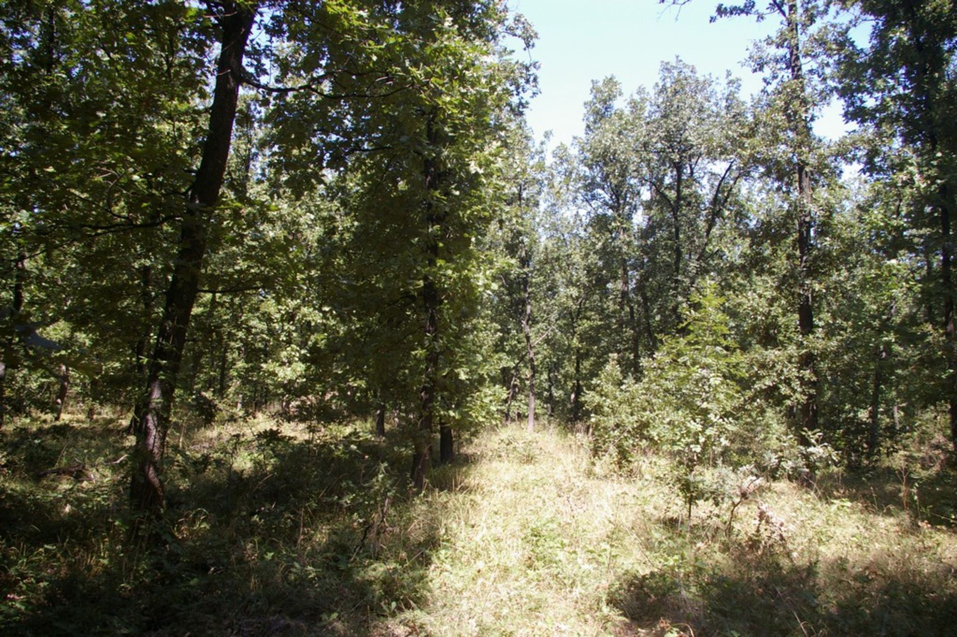 6,500 sqm Forest plot located in Shipkova Mahala, Vidin region, Bulgaria - Image 5 of 8