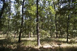 6,500 sqm Forest plot located in Shipkova Mahala, Vidin region, Bulgaria