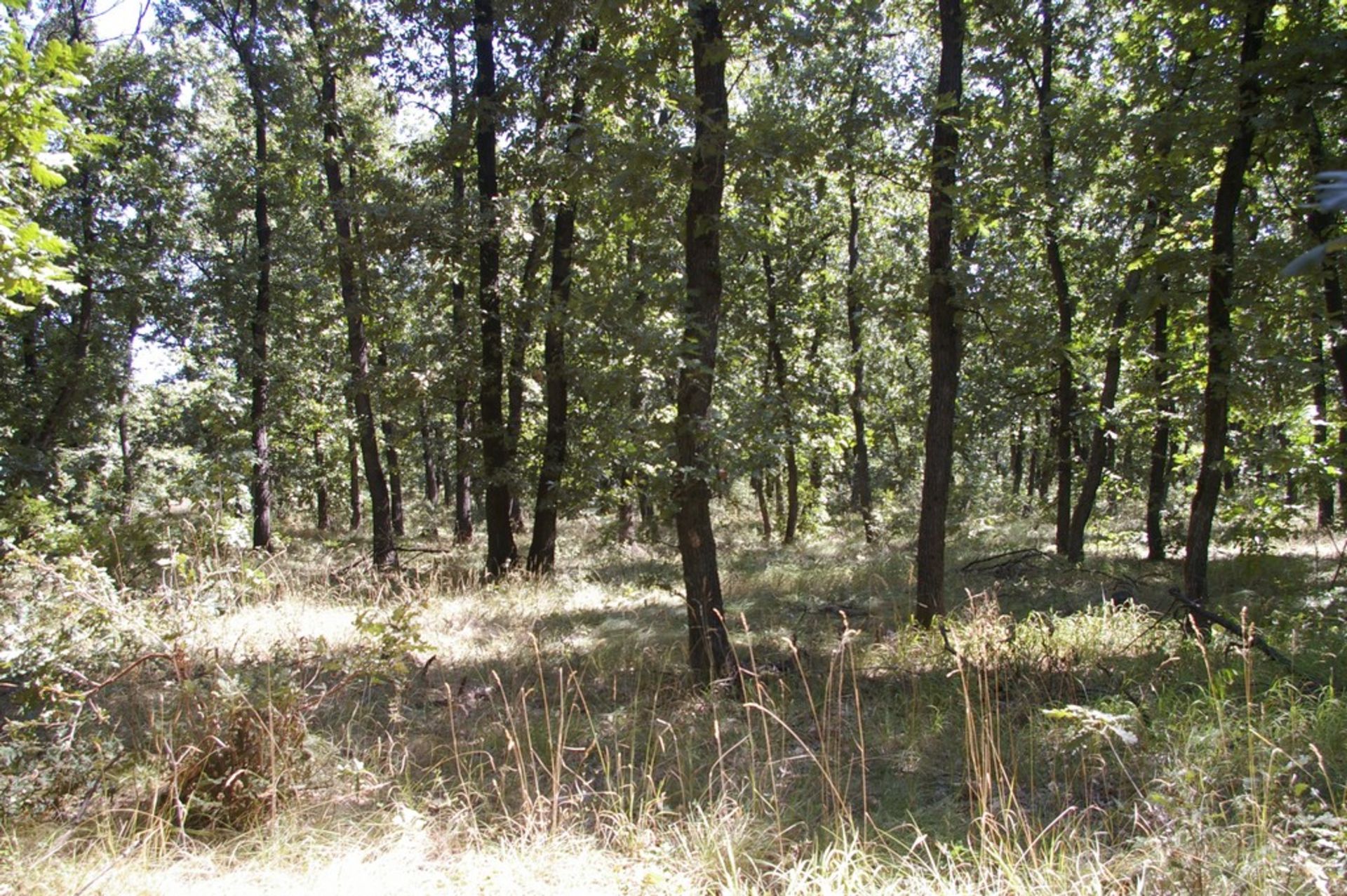 7,500 sqm Forest plot located in Gradskovski Kolibi, Vidin region, Bulgaria