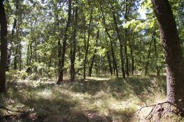 10,000 sqm Forest plot located in Gradskovski Kolibi, Vidin region, Bulgaria