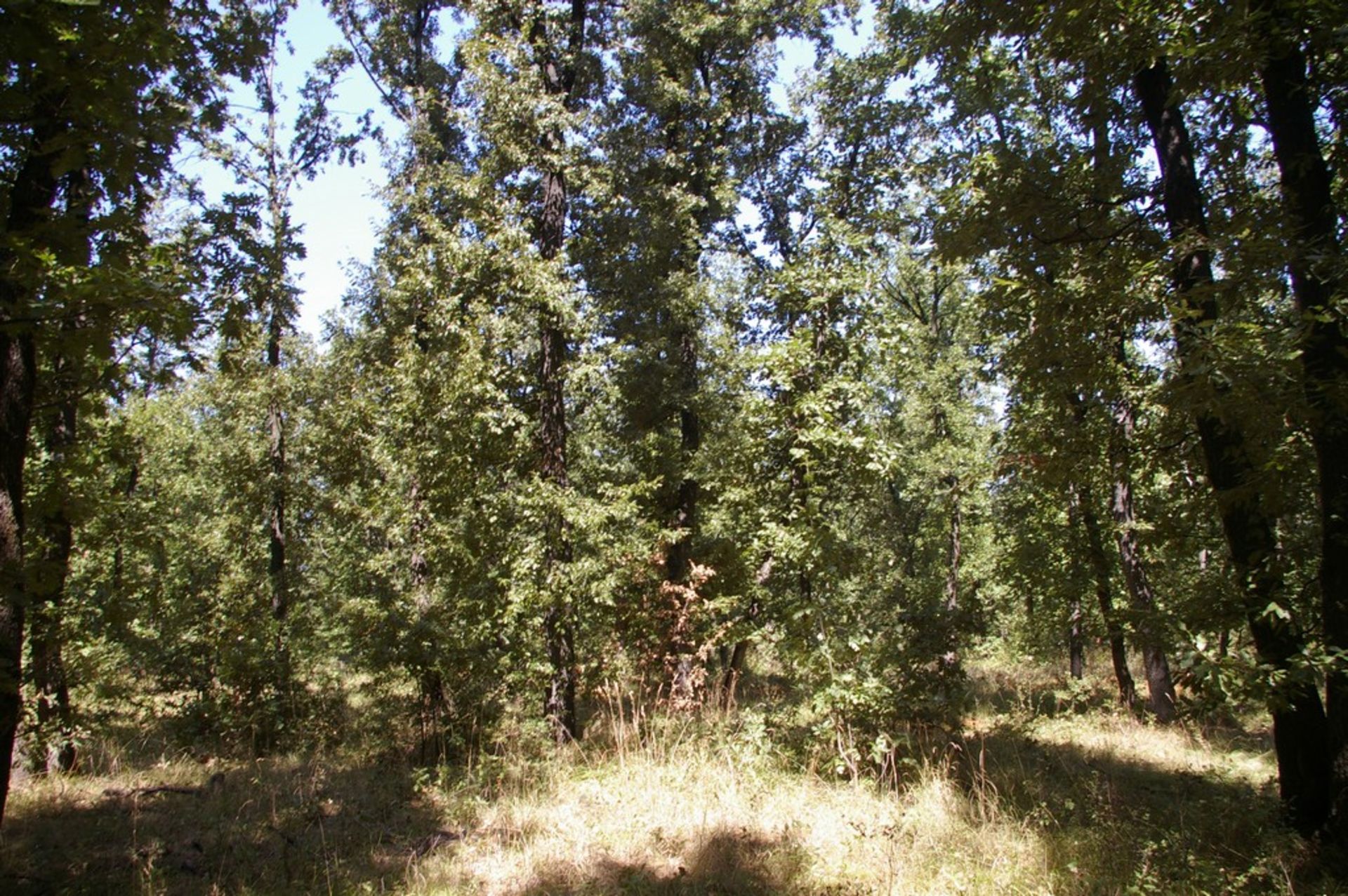 7,500 sqm Forest plot located in Gradskovski Kolibi, Vidin region, Bulgaria - Image 3 of 6