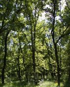 1,300 sqm Forest plot located in Golemanovo, Vidin region, Bulgaria
