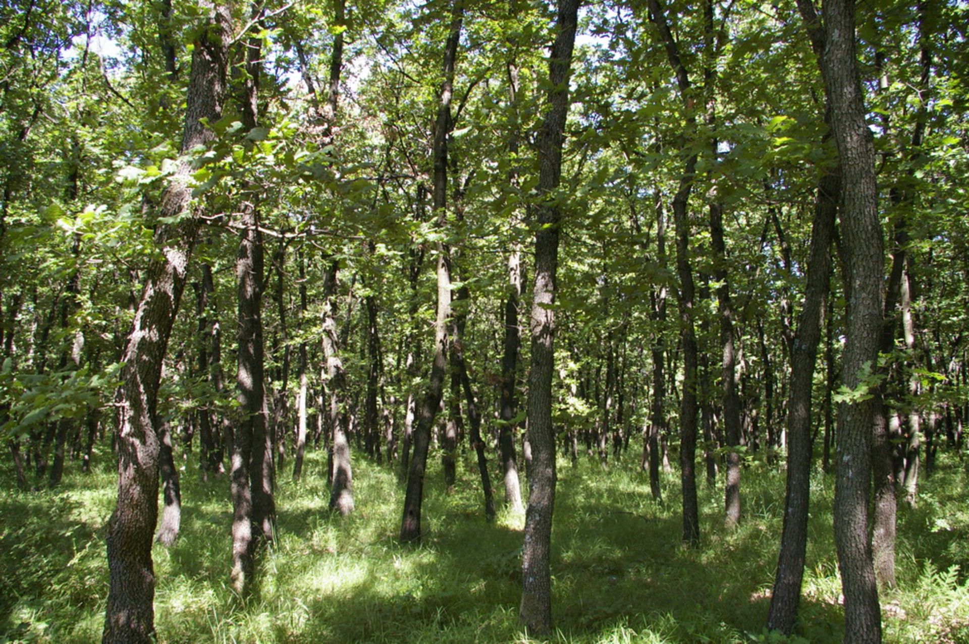 4,600 sqm Forest plot located in Vurtop, Vidin region, Bulgaria - Image 4 of 6