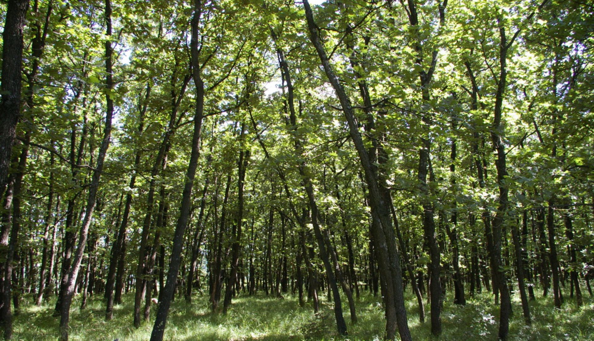 4,600 sqm Forest plot located in Vurtop, Vidin region, Bulgaria - Image 5 of 6