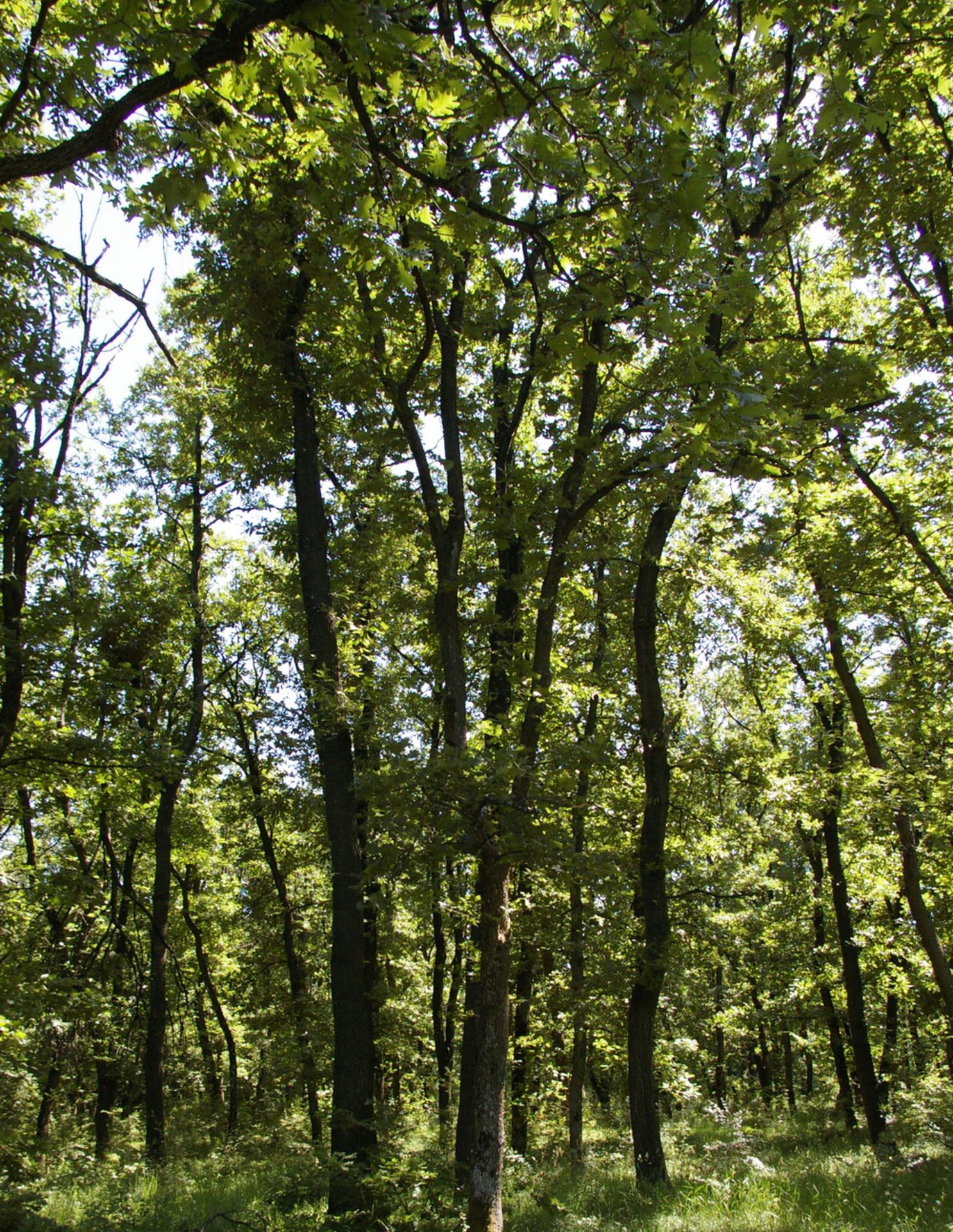 1,500 sqm Forest plot located in Vurtop, Vidin region, Bulgaria - Image 4 of 5