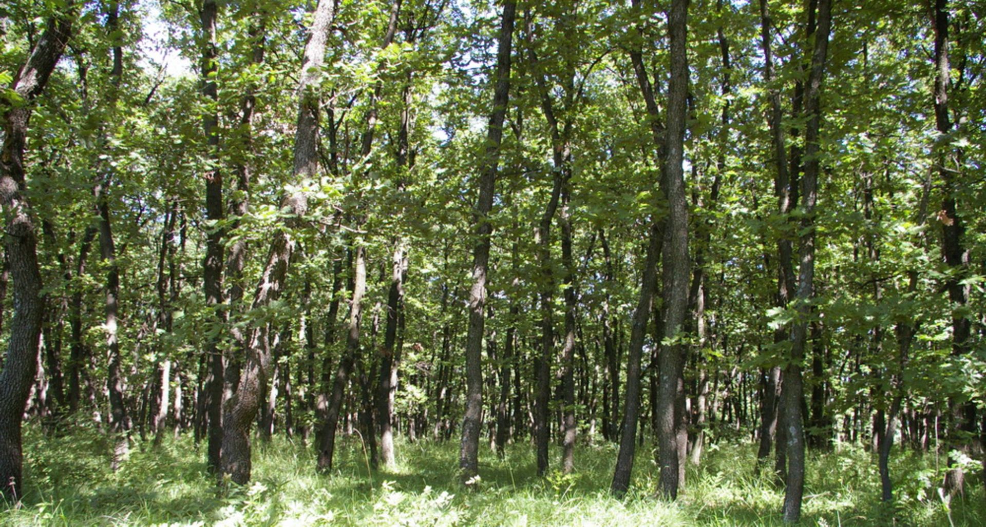 4,600 sqm Forest plot located in Vurtop, Vidin region, Bulgaria - Image 2 of 6