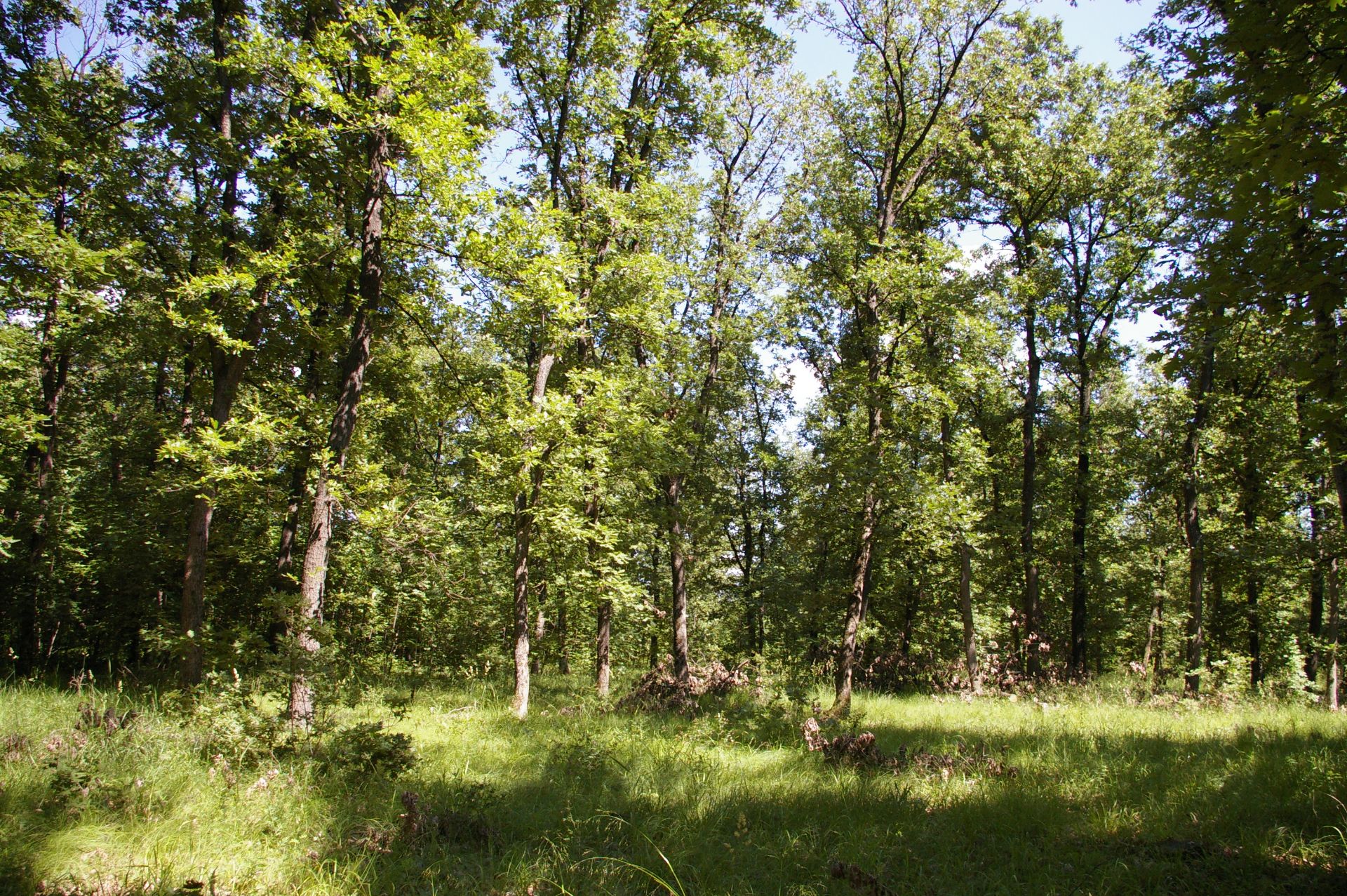 1,300 sqm Forest plot located in Golemanovo, Vidin region, Bulgaria - Image 7 of 7