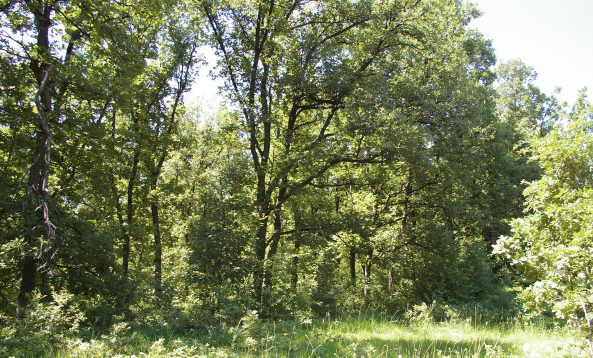 8,001 sqm Oak Forest plot located in Bela Rada, Vidin region, Bulgaria? - Image 6 of 8