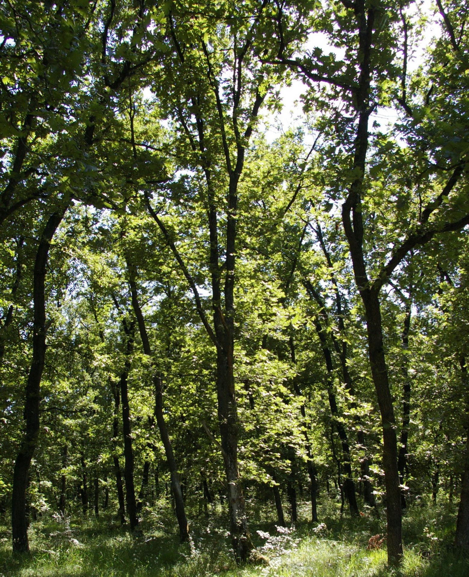 1,300 sqm Forest plot located in Golemanovo, Vidin region, Bulgaria - Image 2 of 7