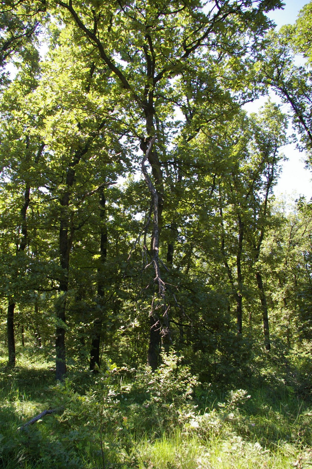 8,001 sqm Oak Forest plot located in Bela Rada, Vidin region, Bulgaria? - Image 8 of 8