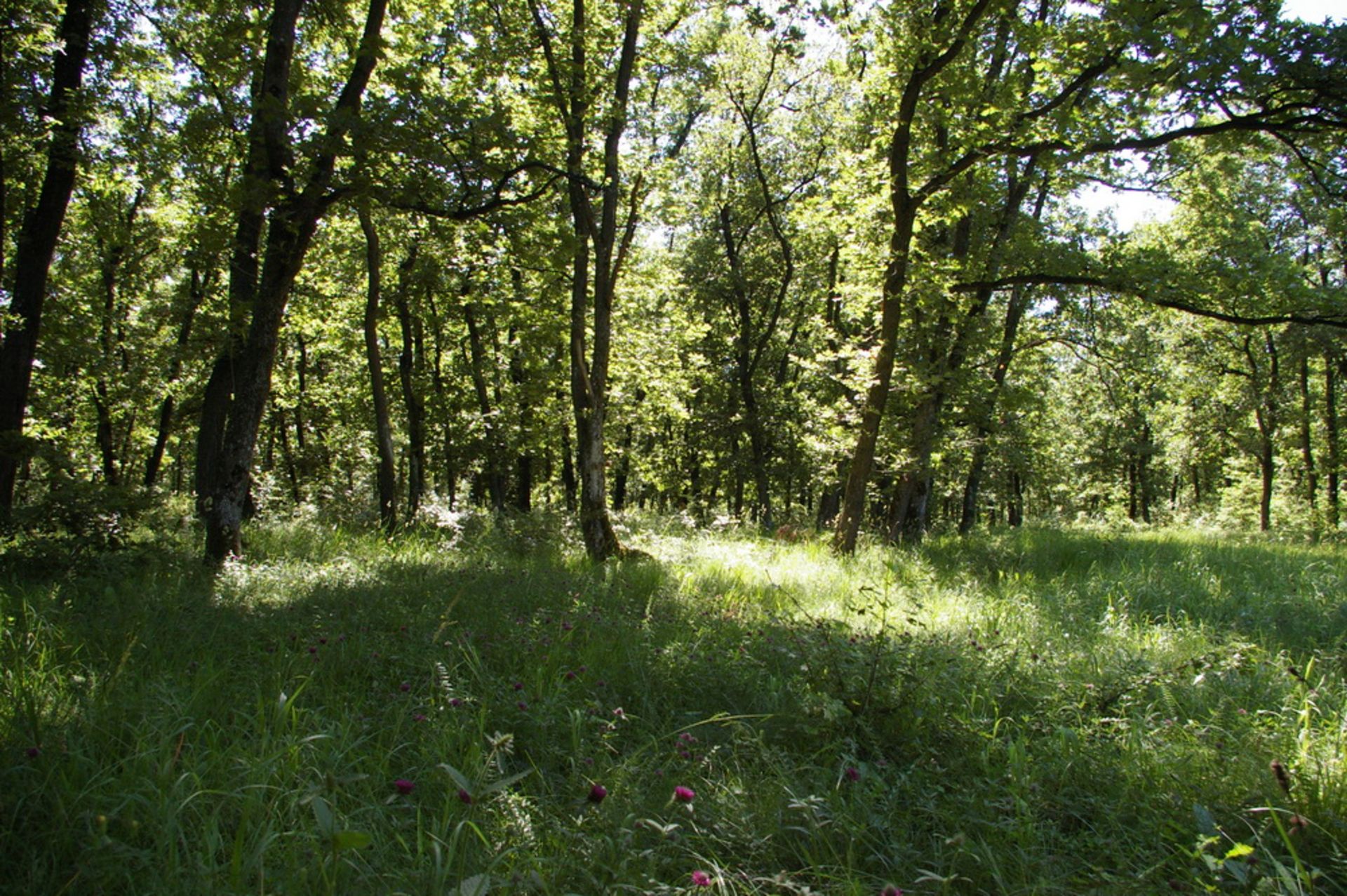 8,001 sqm Oak Forest plot located in Bela Rada, Vidin region, Bulgaria? - Image 3 of 8