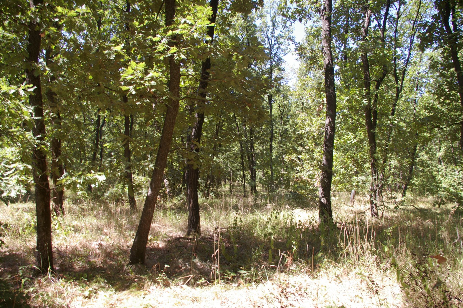 1,300 sqm Forest plot located in Golemanovo, Vidin region, Bulgaria - Image 6 of 7