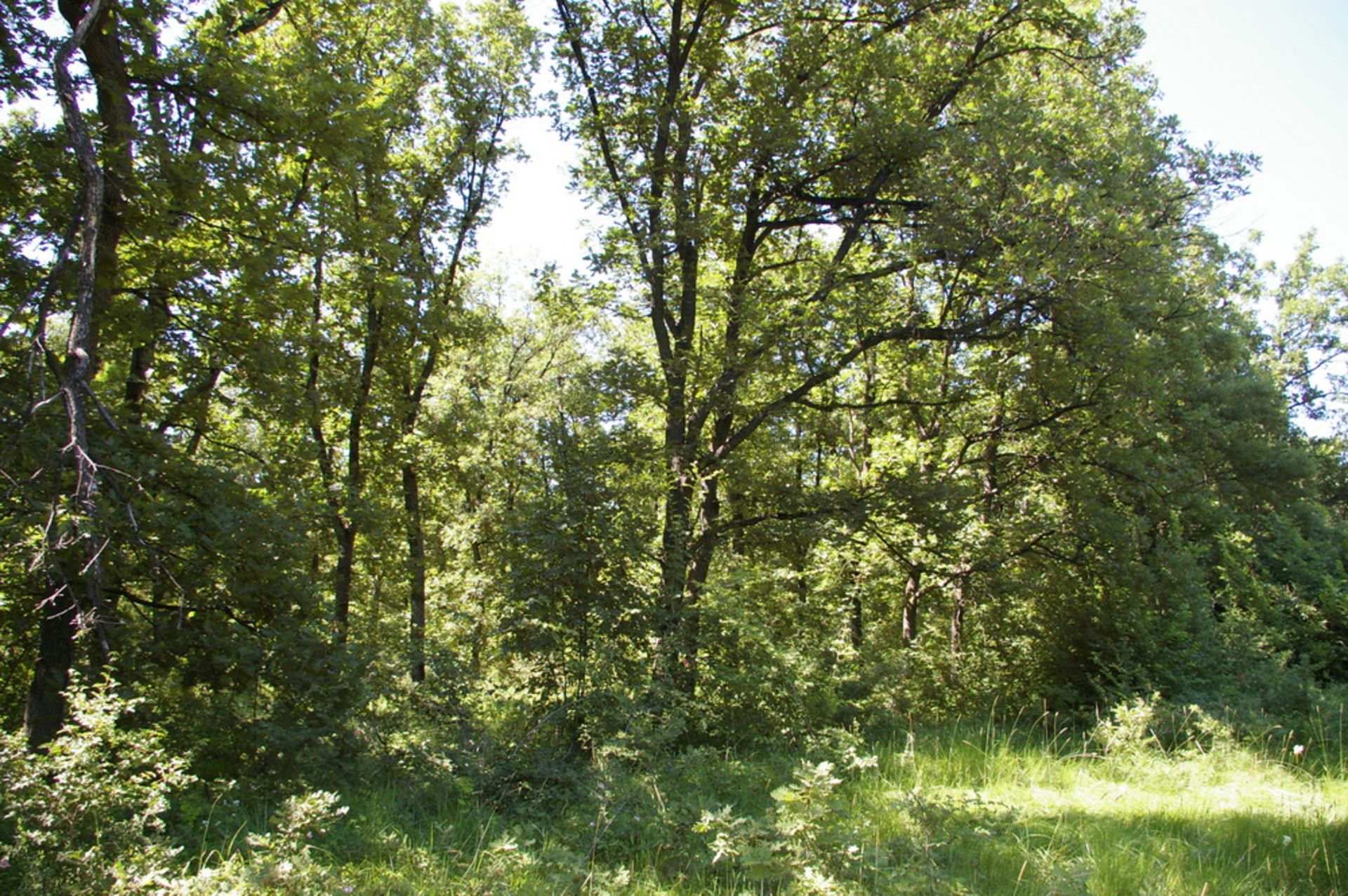 8,001 sqm Oak Forest plot located in Bela Rada, Vidin region, Bulgaria? - Image 7 of 8