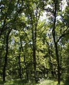 1,300 sqm Forest plot located in Golemanovo, Vidin region, Bulgaria