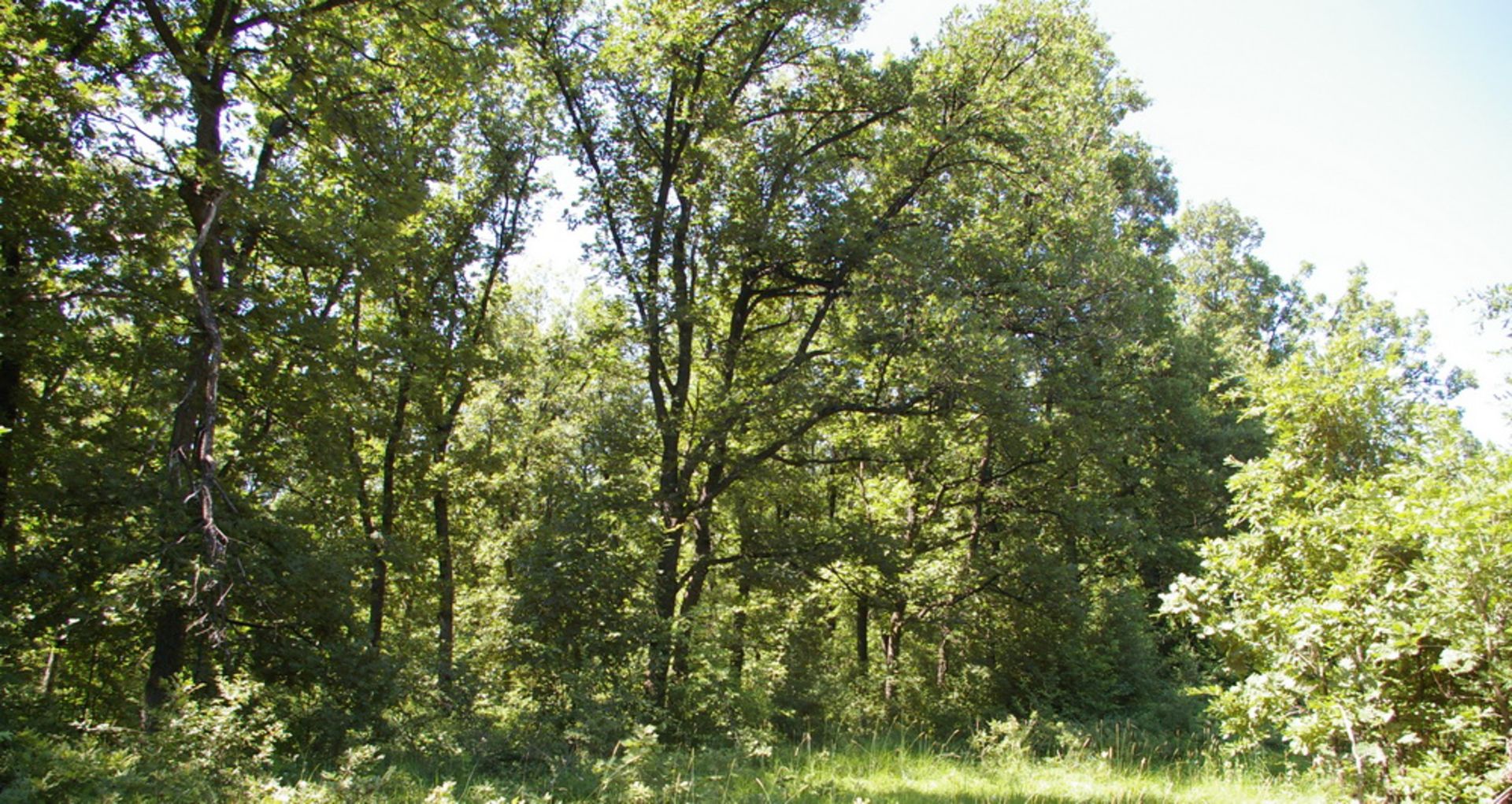 8,001 sqm Oak Forest plot located in Bela Rada, Vidin region, Bulgaria? - Image 5 of 8