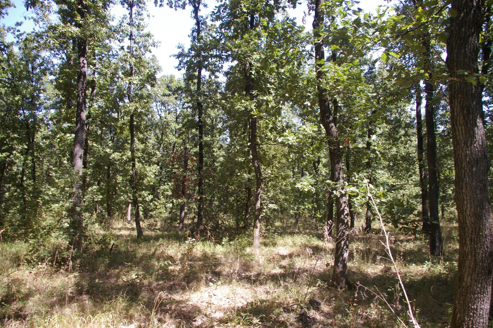 1,300 sqm Forest plot located in Golemanovo, Vidin region, Bulgaria - Image 5 of 7