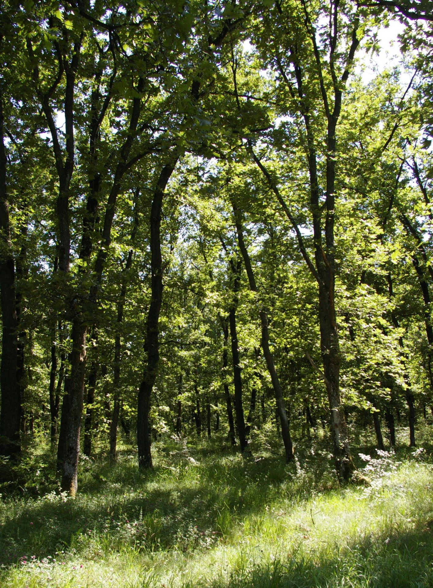 1,300 sqm Forest plot located in Golemanovo, Vidin region, Bulgaria - Image 3 of 7