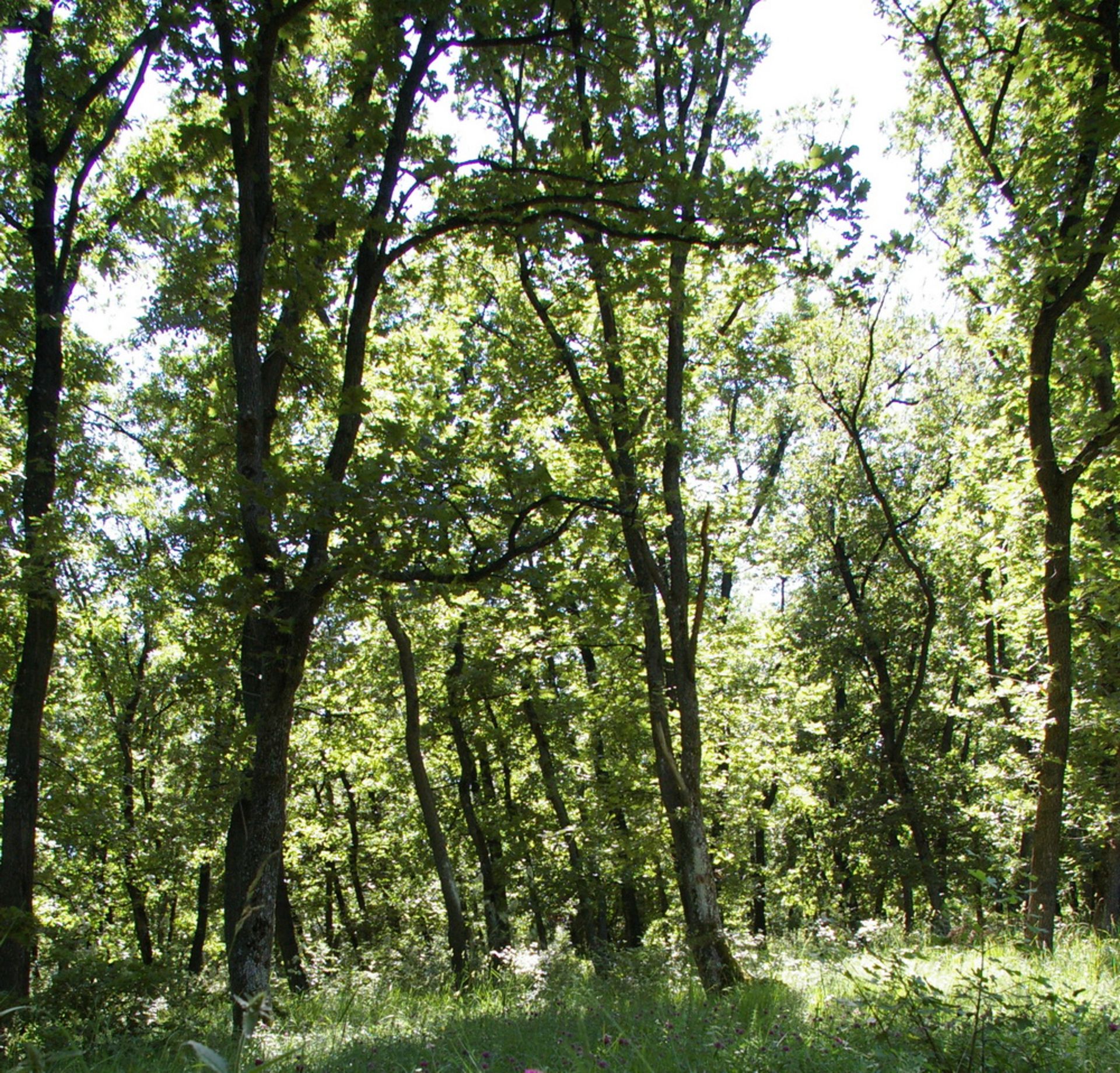 8,001 sqm Oak Forest plot located in Bela Rada, Vidin region, Bulgaria? - Image 4 of 8