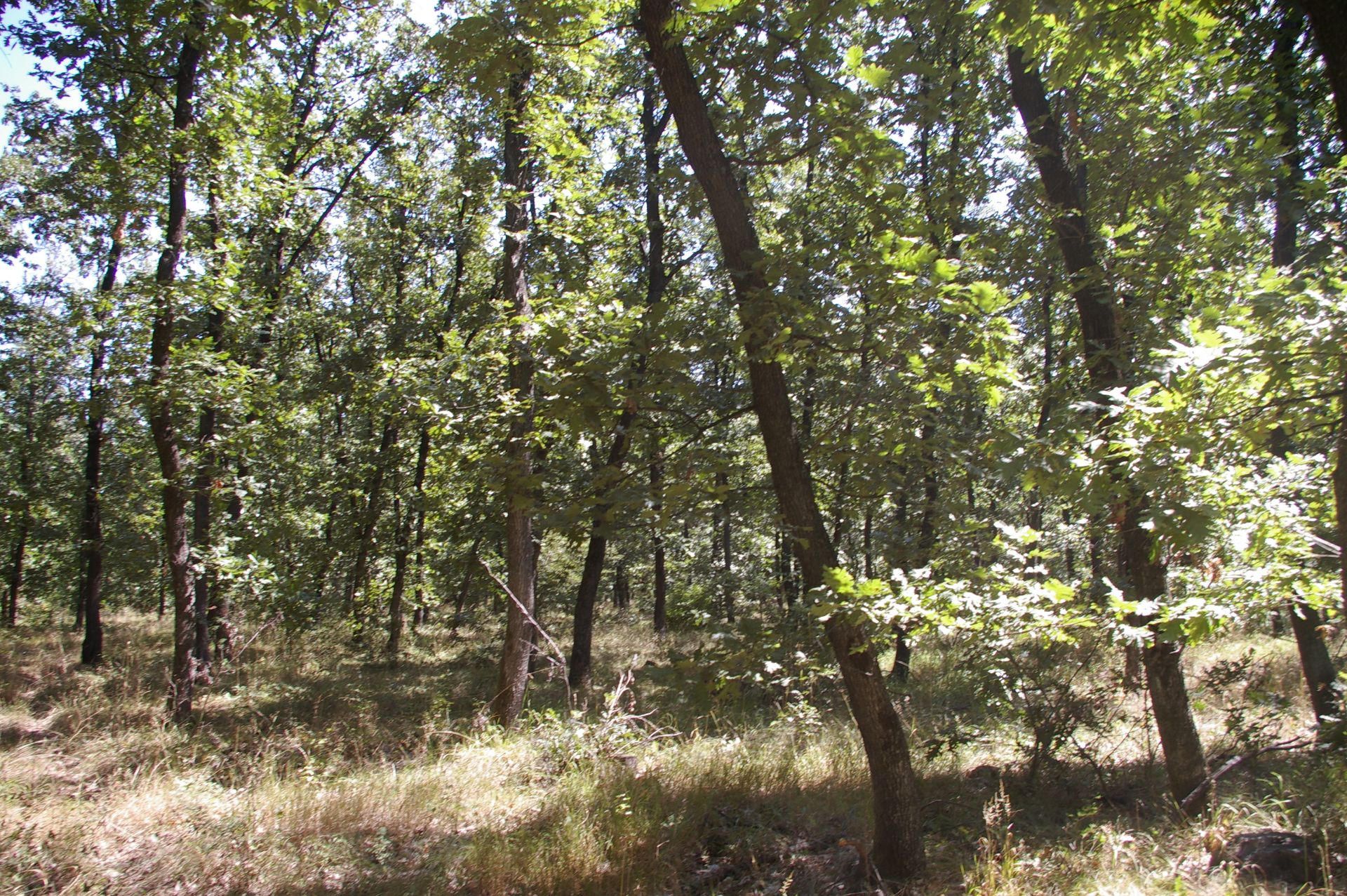1,300 sqm Forest plot located in Golemanovo, Vidin region, Bulgaria - Image 4 of 7