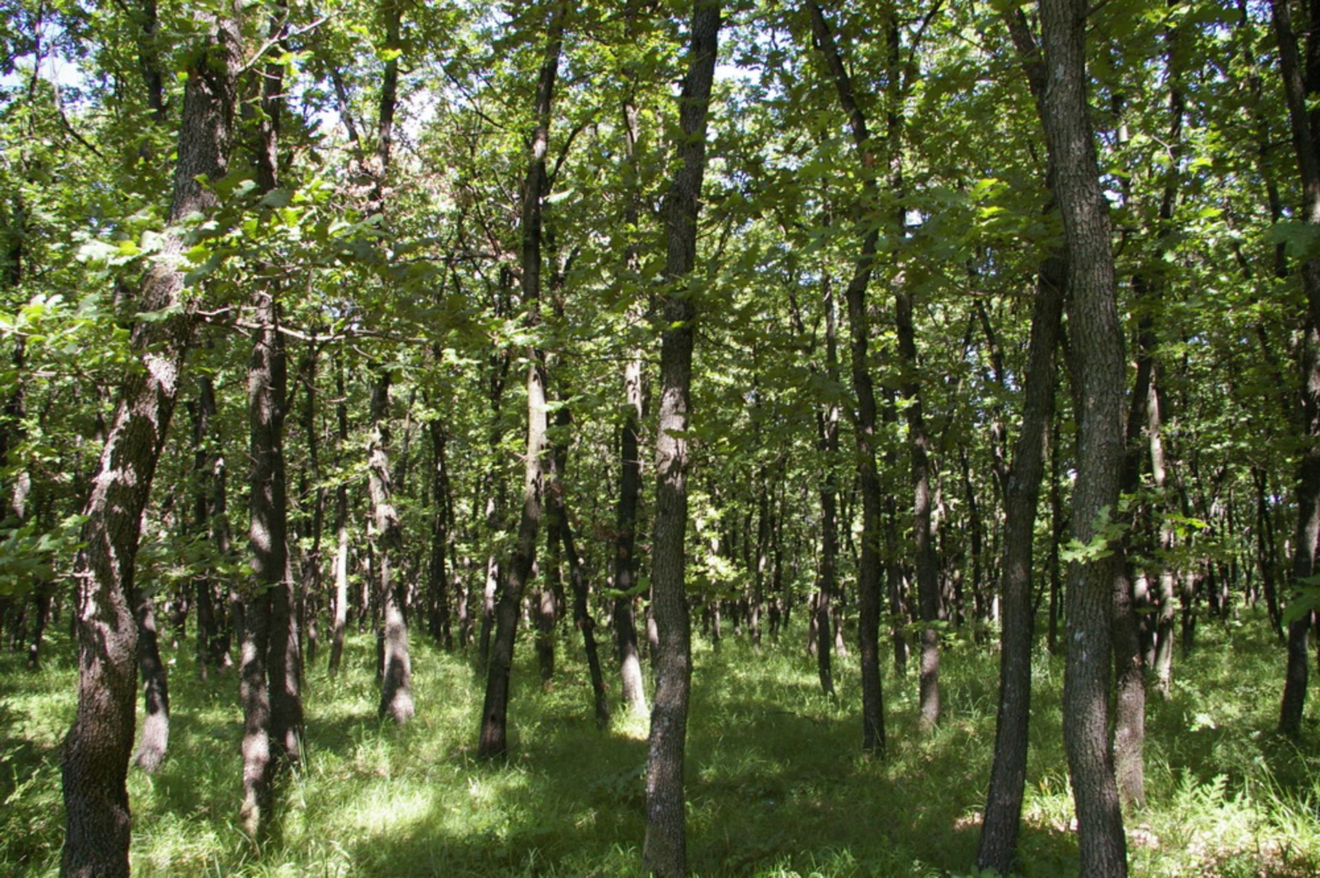 4,600 sqm Forest plot located in Vurtop, Vidin region, Bulgaria - Image 4 of 6