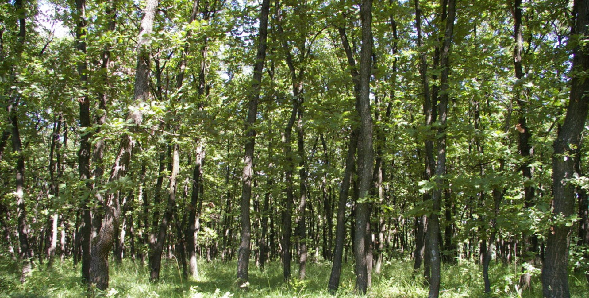 4,600 sqm Forest plot located in Vurtop, Vidin region, Bulgaria - Image 2 of 6