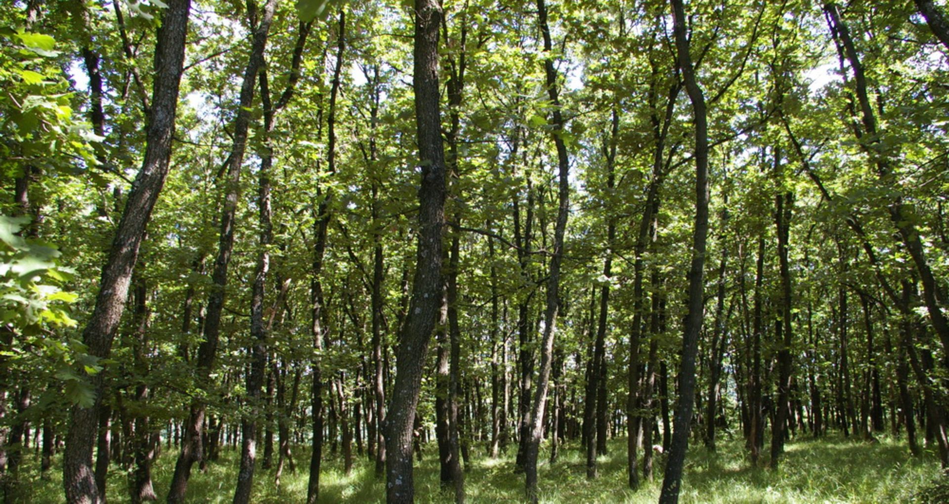 4,600 sqm Forest plot located in Vurtop, Vidin region, Bulgaria