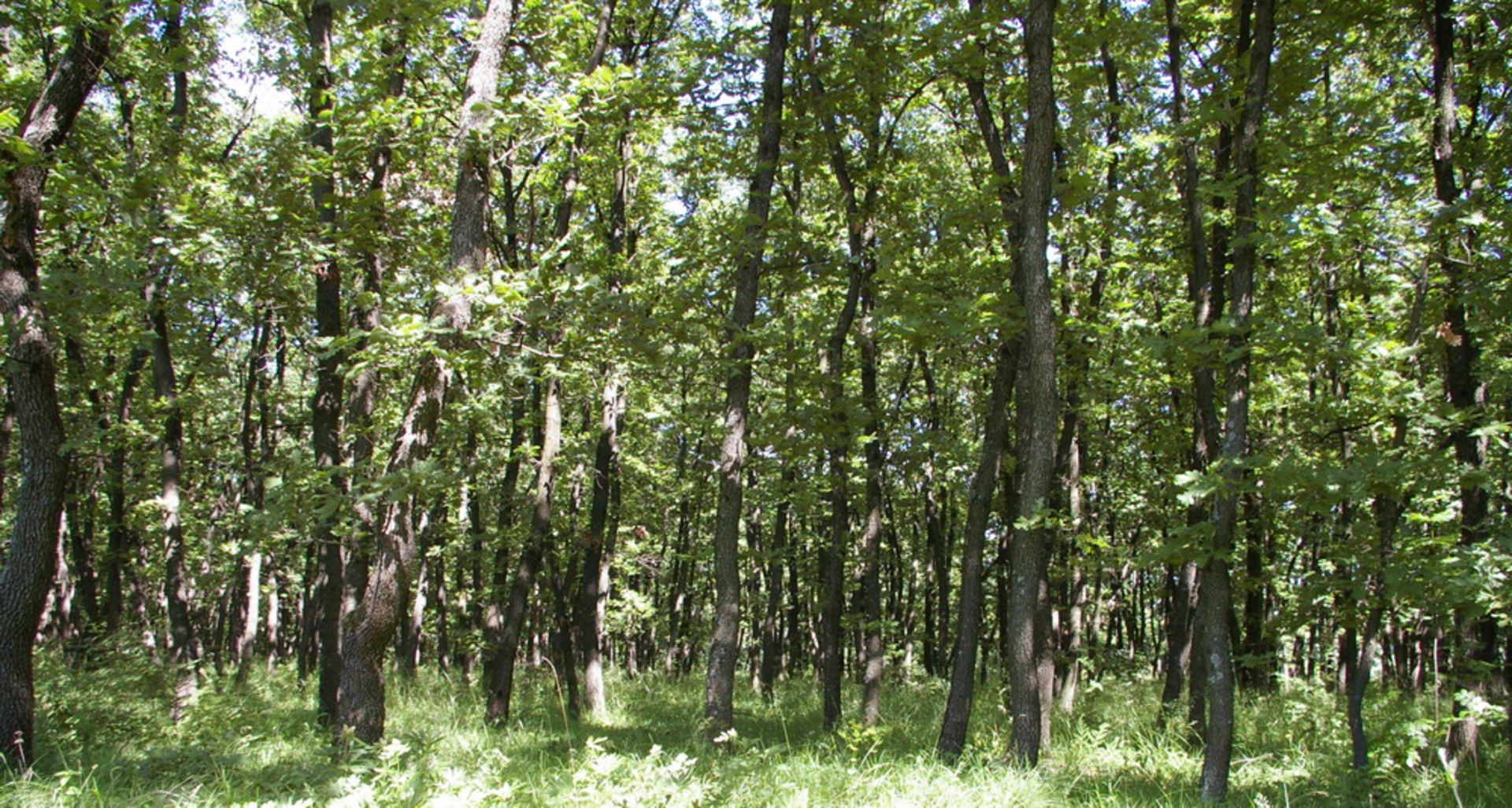 4,600 sqm Forest plot located in Vurtop, Vidin region, Bulgaria - Image 3 of 6