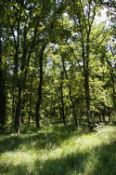 1,500 sqm Forest plot located in Vurtop, Vidin region, Bulgaria