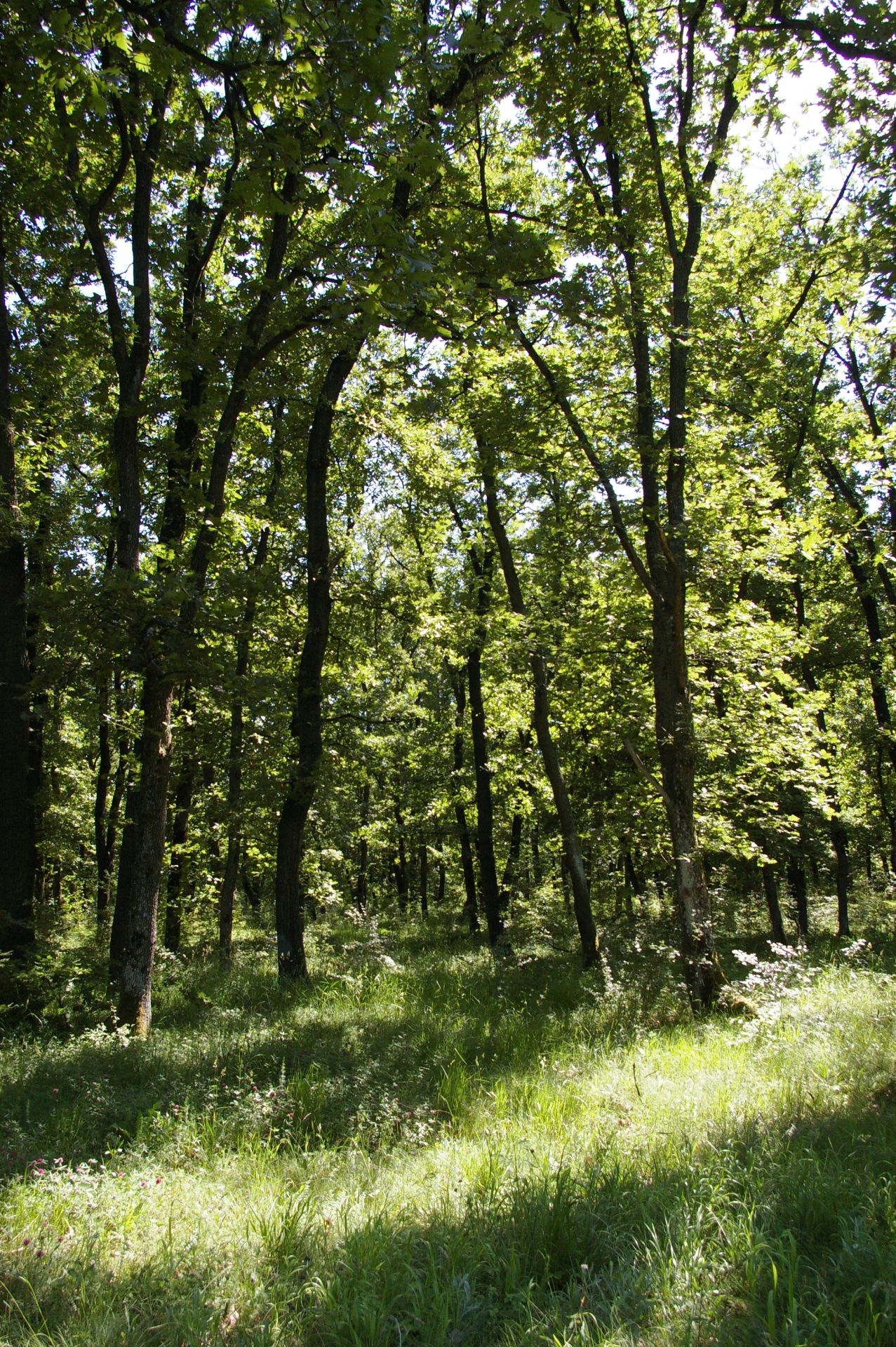 1,500 sqm Forest plot located in Vurtop, Vidin region, Bulgaria